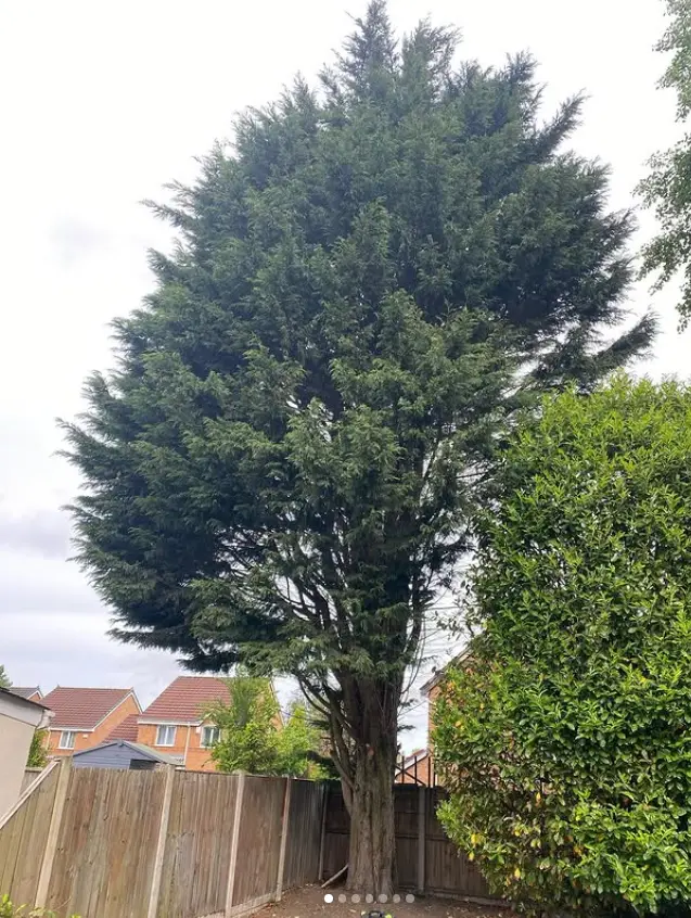 Overgrown conifer in a garden before pruning