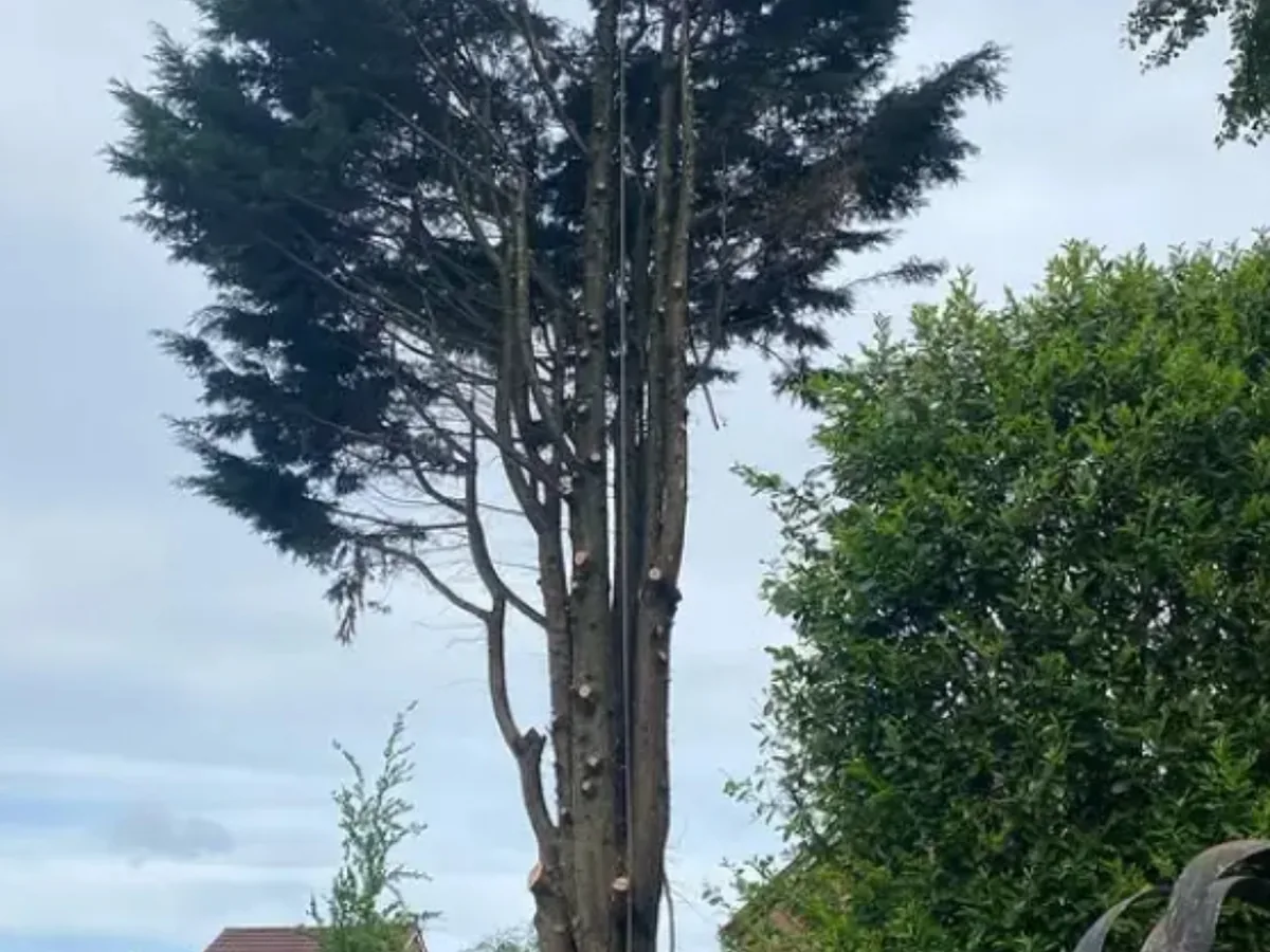Tall conifer being dismantled in a garden, lower branches removed with fresh cuts