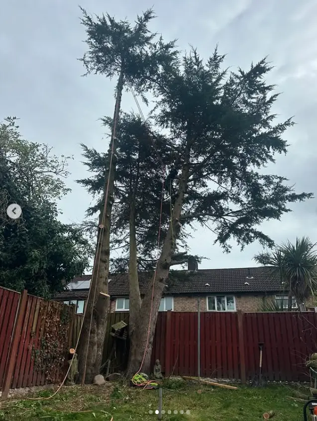 Tall conifers in a garden before reduction work