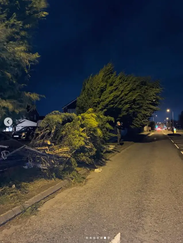 Fallen conifer across a pavement during an emergency call out