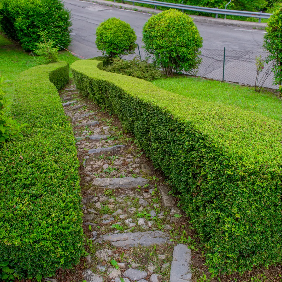 Neatly maintained low hedges lining a garden path