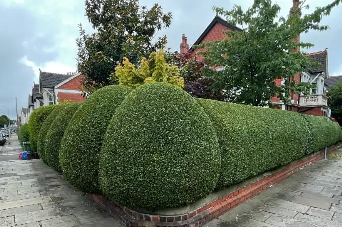 Rounded box-style front garden hedge freshly shaped