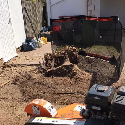 Stump grinder set up behind a safety screen in a garden