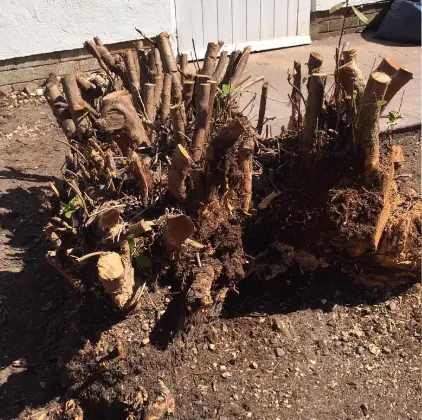 Shrub stumps and roots cleared from a garden bed