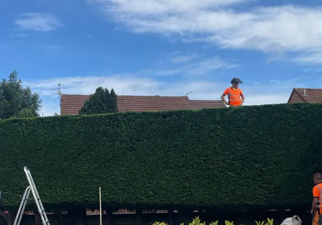 Tree surgeon trimming the top of a tall conifer hedge