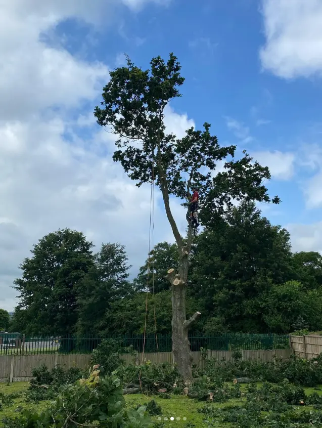 Tree surgeon climbing a tall tree for dismantling