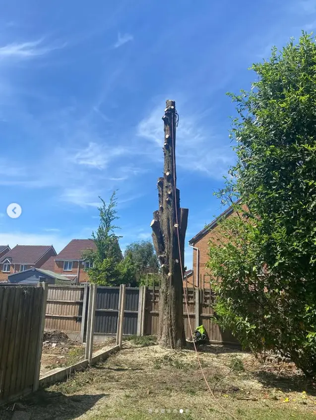Tree trunk being sectioned down after the crown was removed